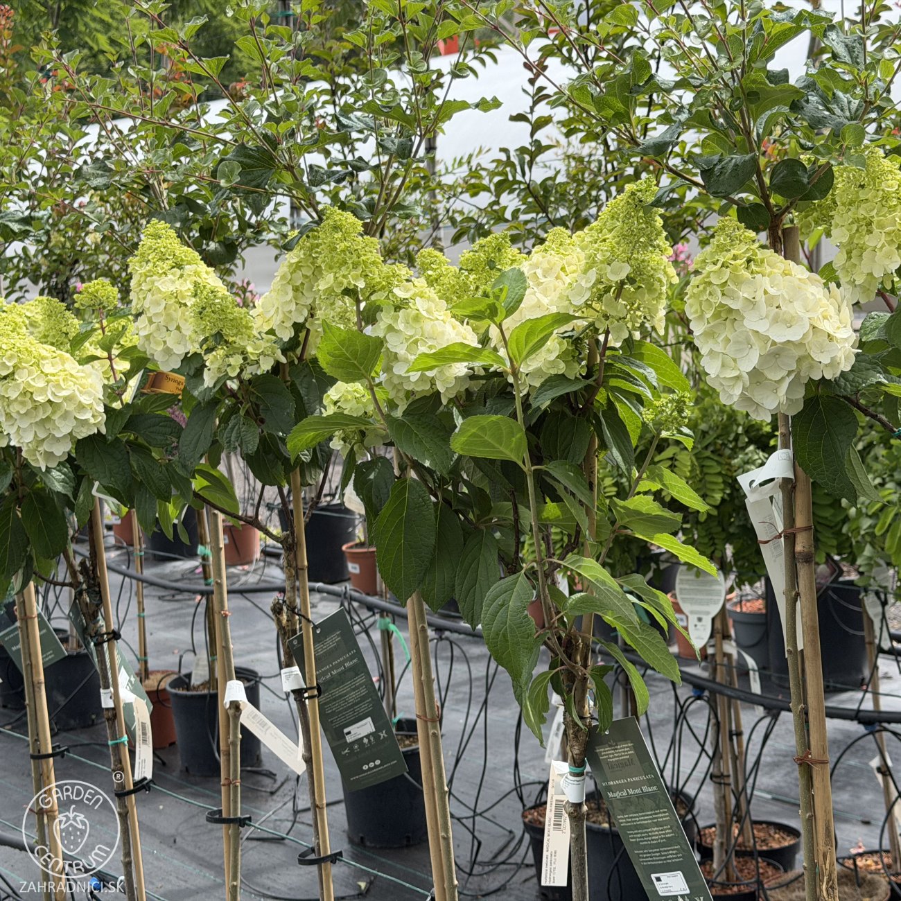 Obrázok Hortenzia metlinatá (Hydrangea paniculata) ‘MAGICAL MONT BLANC’ - výška 90-100 cm, kont. C10L - NA KMIENKU